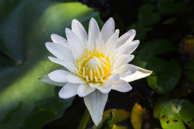 Tek beyaz lotus çiçeği ile su yaprak yeşil