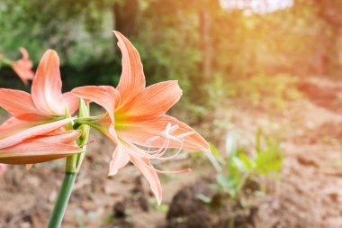 Portakal çiçekleri Hippeastrum veya Amaryllis doğa Bahçe backgro