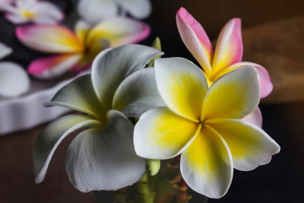 Plumeria lub frangipani kilka kwiatów w szkło na ciemnym tle — Zdjęcie stockowe