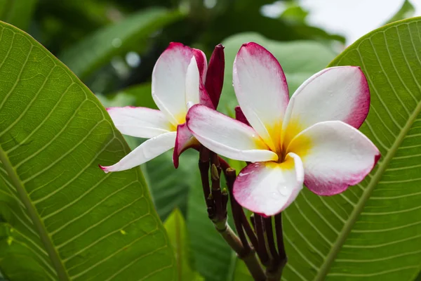 Słodki różowy biały kwiat plumeria lub frangipani drzew — Zdjęcie stockowe