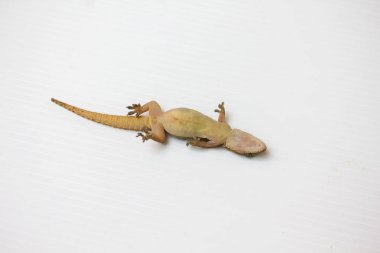 Dead lizard or a small reptile on white clipart