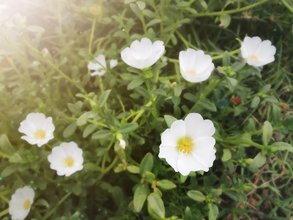 Weiße Moosrose, Portulak oder Sonnenblume — Stockfoto