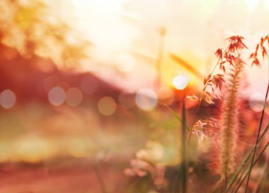 Çimen çiçek ve Sevgililer için günbatımı romantik görünümü 