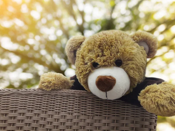 Słodkie niedźwiedź brunatny lalka prezent w kosz pod drzewo lato na tle — Zdjęcie stockowe