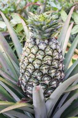 Büyük ananas ağaç bahçe