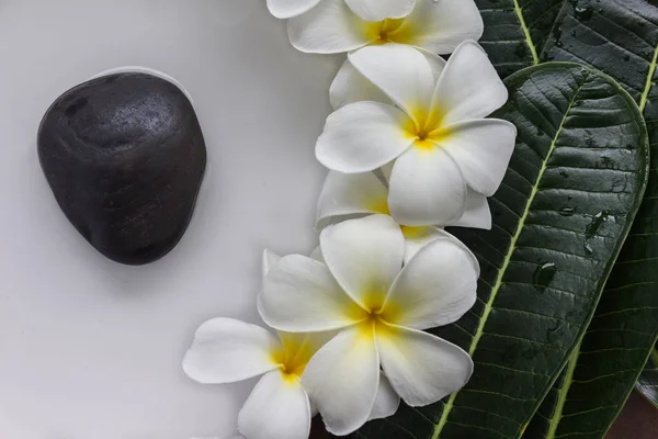 Pyłek żółte i białe płatki kwiatów frangipani lub plumeria — Zdjęcie stockowe