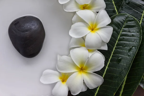 노란 꽃가루와 흰색 꽃잎 frangipani 또는 plumeria 꽃 — 스톡 사진