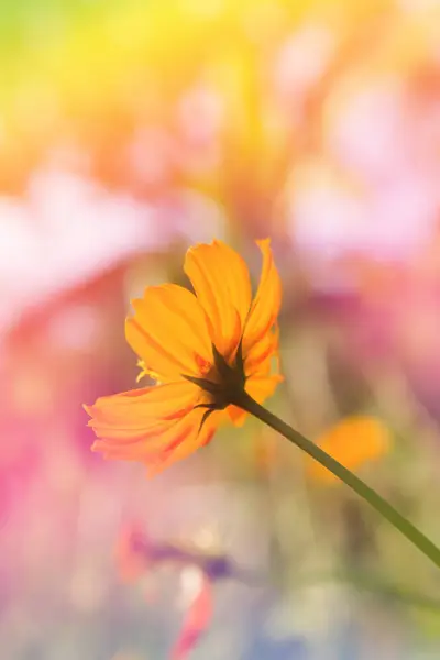 Único cosmos flor em fundo natureza sonhadora — Fotografia de Stock