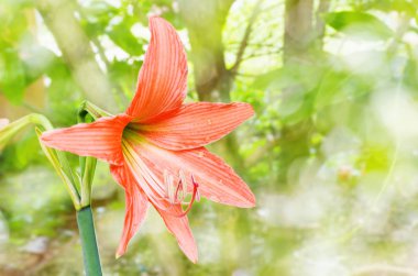 Portakal çiçekleri Hippeastrum veya Amaryllis doğa Bahçe backgro
