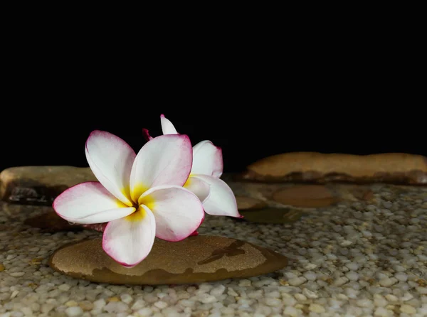 Doce rosa amarelo flor plumeria ou frangipani na água e peb — Fotografia de Stock