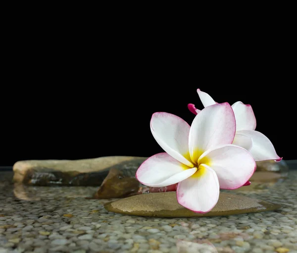 Sladká růžová žlutá květina plumeria nebo keře na vodu a peb — Stock fotografie