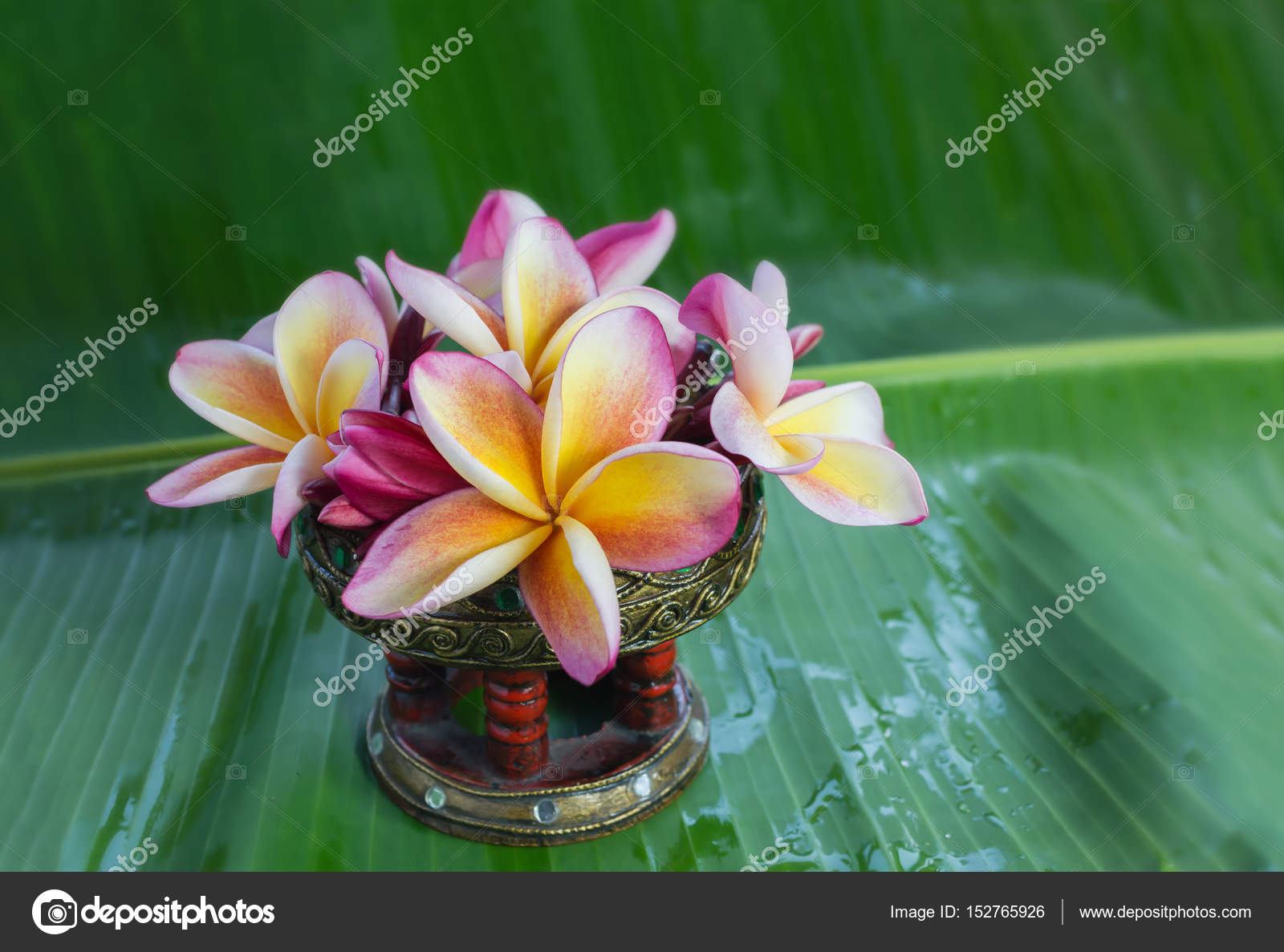 Plumeria or frangipani flower decoration on fresh green banana l 11