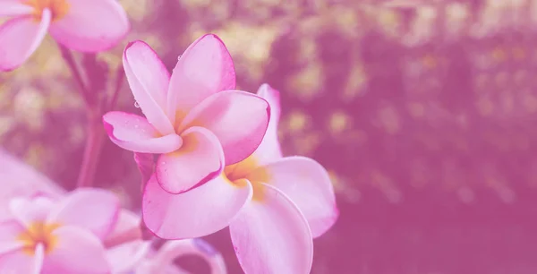 (Soft vintage) rosa frangrant flores plumeria ou frangipani em — Fotografia de Stock