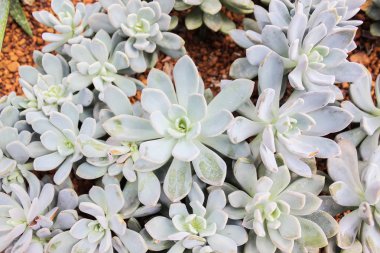 Üst küçük bitki taş gül veya aranjmani Blossfeldiana görüntüleme