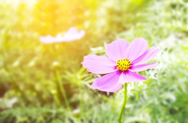 Adorável cosmos flor rosa no campo — Fotografia de Stock