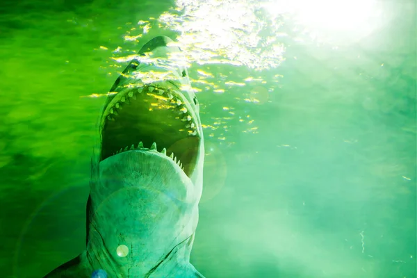 Onscherpe achtergrond kijk omhoog naar Big Shark in de zee of ocea — Stockfoto