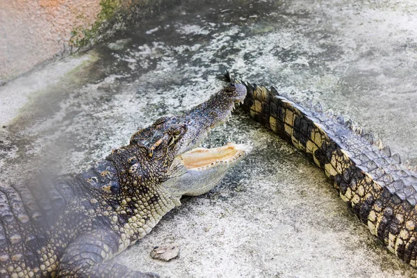 Einzelner großer Aligator auf dem Boden — Stockfoto