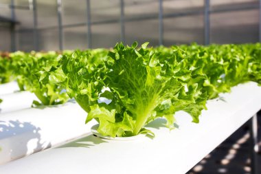 Gruptaki taze yeşil hydroponic lectuce