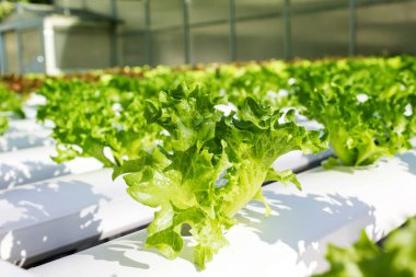 Gruptaki taze yeşil hydroponic lectuce