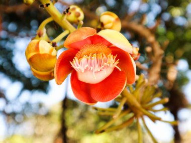 Shorea robusta çiçek ya da Sal ağaç çiçek ağaç doğa ile