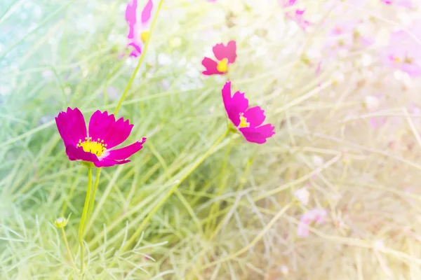 Lovely pink flower cosmos in the field with green nature backgro — Stock Photo, Image