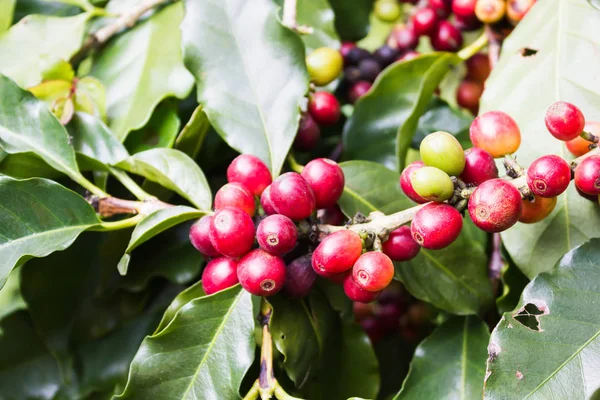 Kırmızı ve yeşil çiğ kahve çekirdeği, kahve ağacı