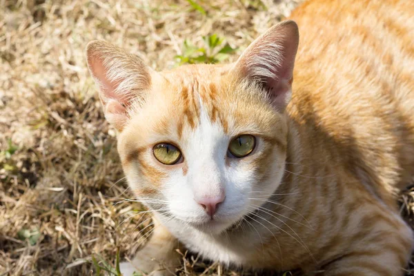 Yakın çekim sarı ışık kahverengi kedi yüzüne, kedi kuru ot Fi