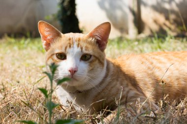 Yakın çekim sarı ışık kahverengi kedi yüzüne, kedi kuru ot Fi