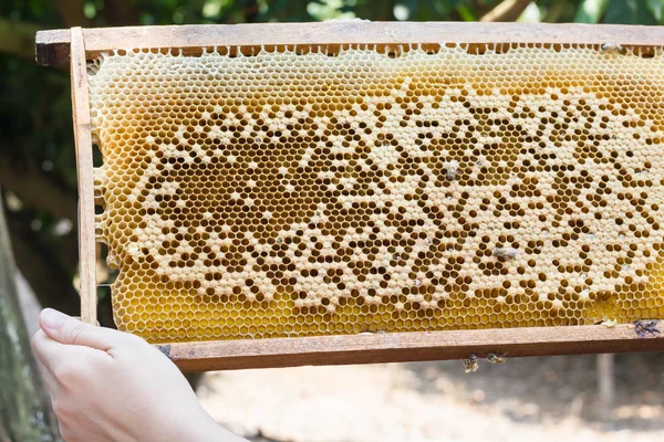 Bee hive vagy a méh a fészek kézzel, betakarítás a mézelő méh-Farm — Stock Fotó