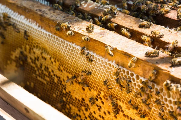 Bee hive vagy a méh a fészek csoportja a méh fogása — Stock Fotó