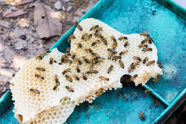 A starter hive vagy a fészek méh Farm, méh csoportja — Stock Fotó