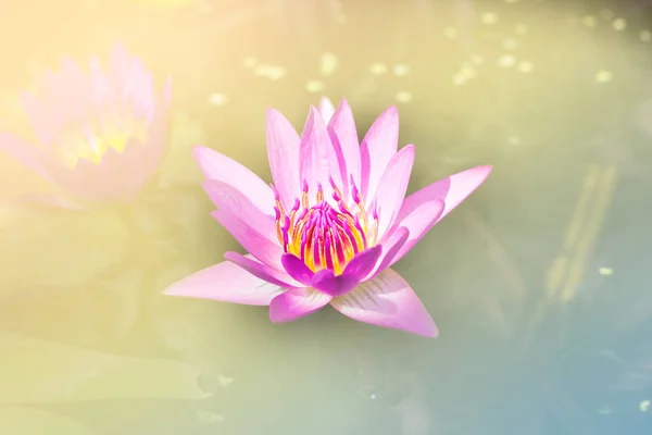 Soft mood violet pink lotus blossom in dreamy yellow sun light w — Stock Photo, Image
