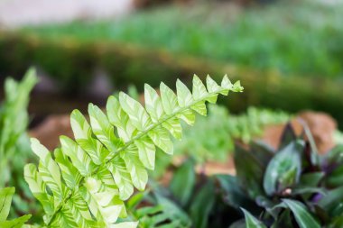 Eğrelti otu yaprağını bahçede ağaç arka planı ile kopya aralığıyla kapatın