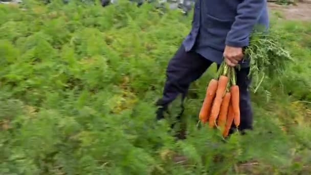 Женщина несет связку моркови — стоковое видео