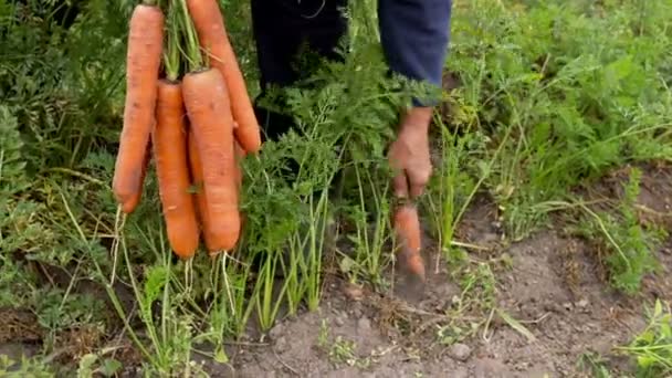 Крупним планом жіночі руки збирають моркву — стокове відео