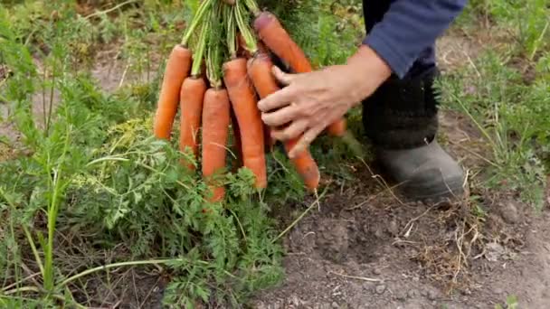 Woman consider and appreciates their crop of the carrots — Stock video