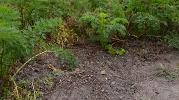 Primer plano de la pala y zanahorias cosechadas del jardín — Vídeos de Stock