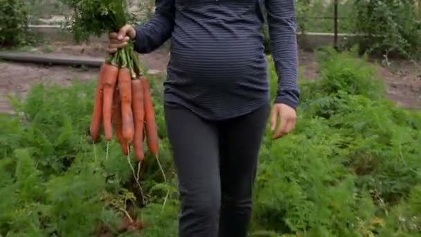 Беременная женщина носит связку моркови — стоковое видео