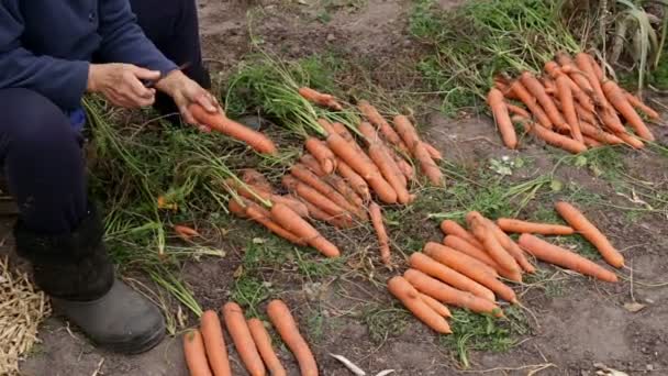 Arbetstagaren är skärande blad av morötterna och sedan sätter grödan på ett gäng — Stockvideo