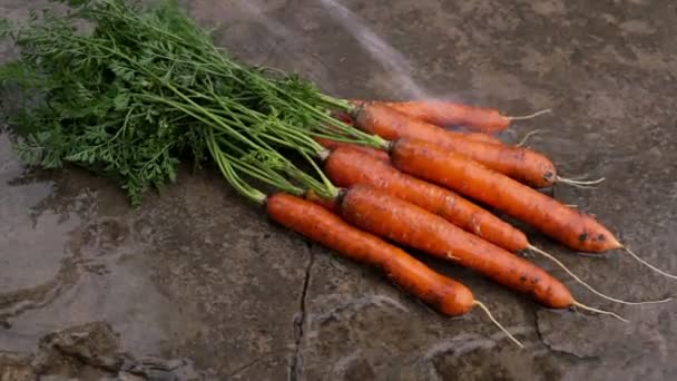 Смывание загрязнения от собранной моркови потоком воды — стоковое видео
