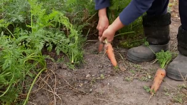 Крупный план женских рук, собирающих морковь — стоковое видео