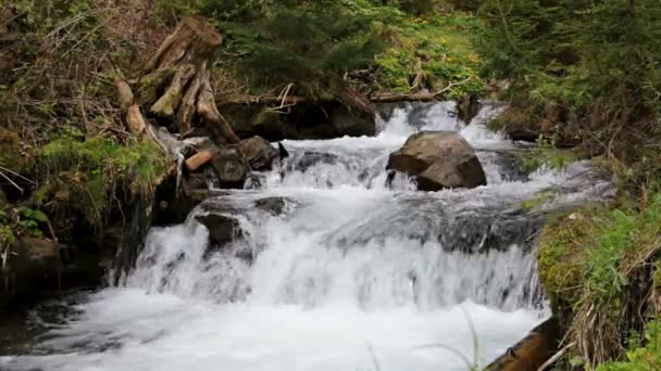 Pequeño río de montaña que corre sobre rocas — Vídeo de stock