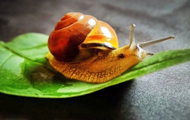 Snail on a leaf clipart