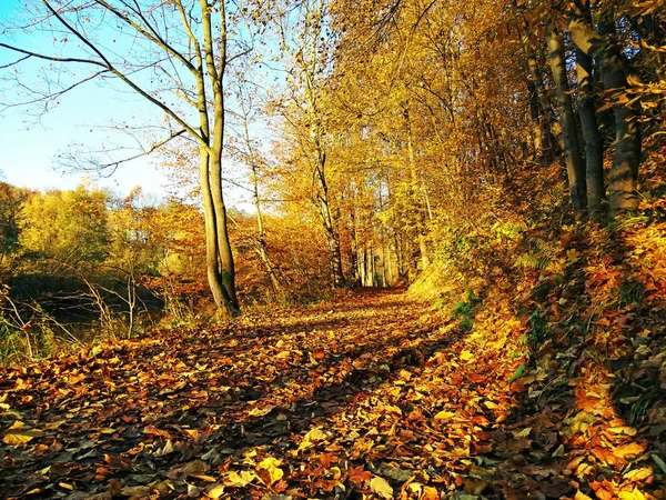 Riverbank jesienią — Zdjęcie stockowe