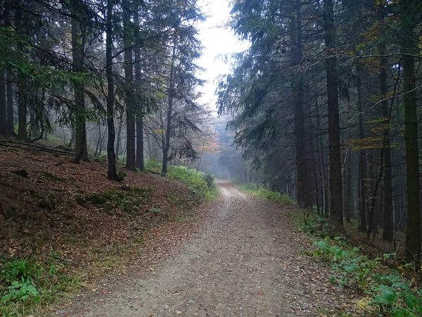 Dark forest road