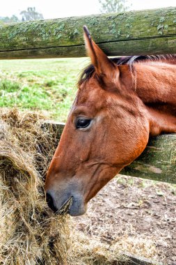 Bir at saman yemek için başını çitlerin arasına koyar..