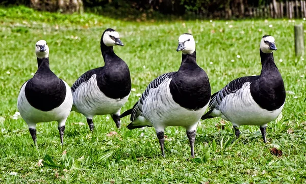 Grupo Gansos Barnacle Branta Leucopsis Lado Lado Prado — Fotografia de Stock