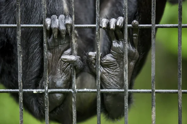 Monkey finger in the cage