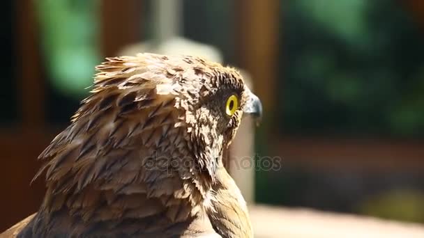 Retrato de um pássaro de águia — Vídeo de Stock