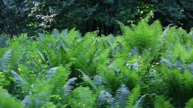 Dolly atış Pacific Northwest orman. Bir dolly bir gür, Pacific Northwest ikinci büyüme ılıman yağmur ormanı içinde vurdu. Tropik bir iklimde yeşil eğreltiotu.
